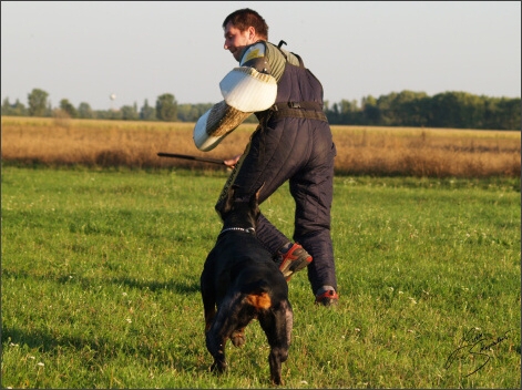 Training´s